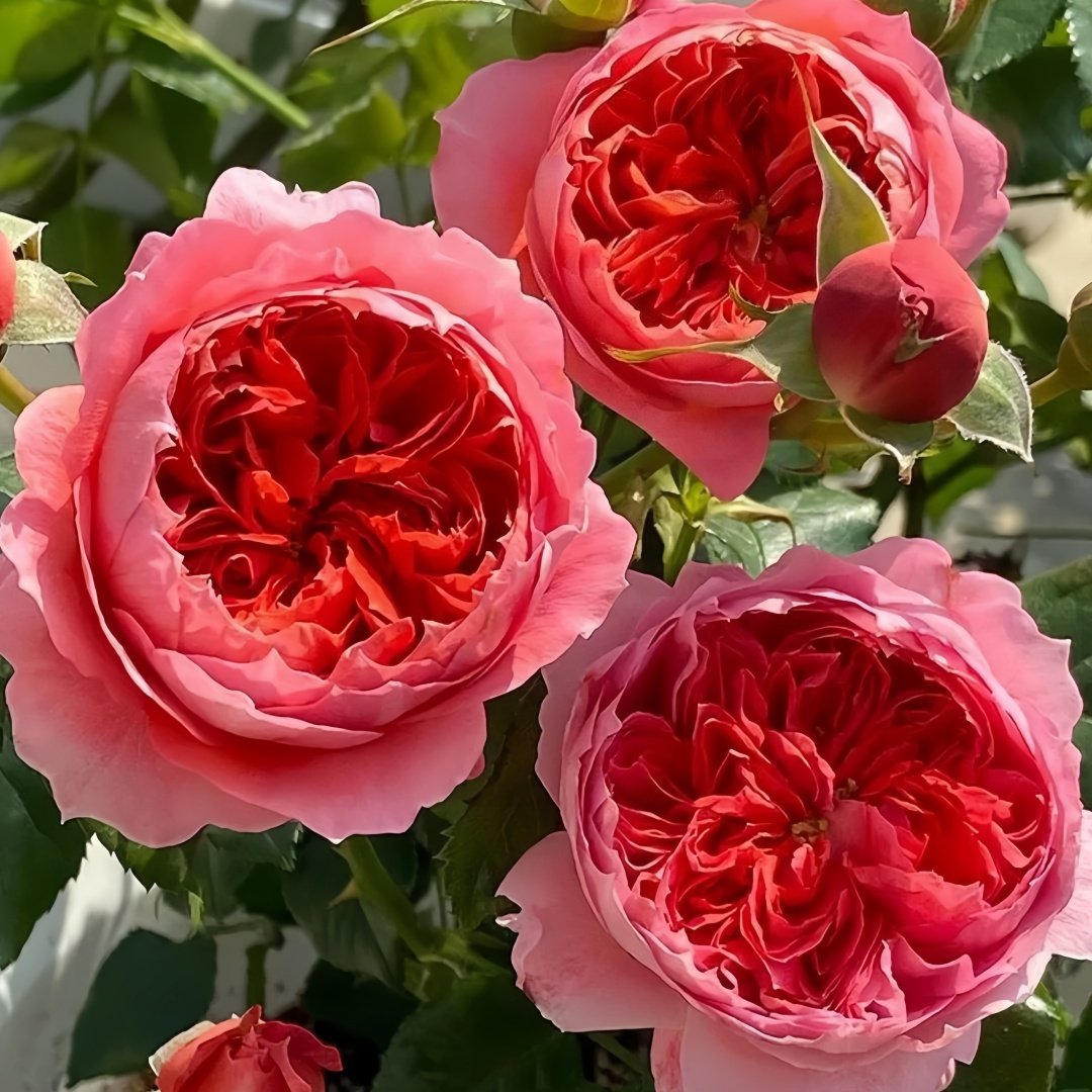 Cinnabar Bowl Rose Plant|朱砂碗 image 5
