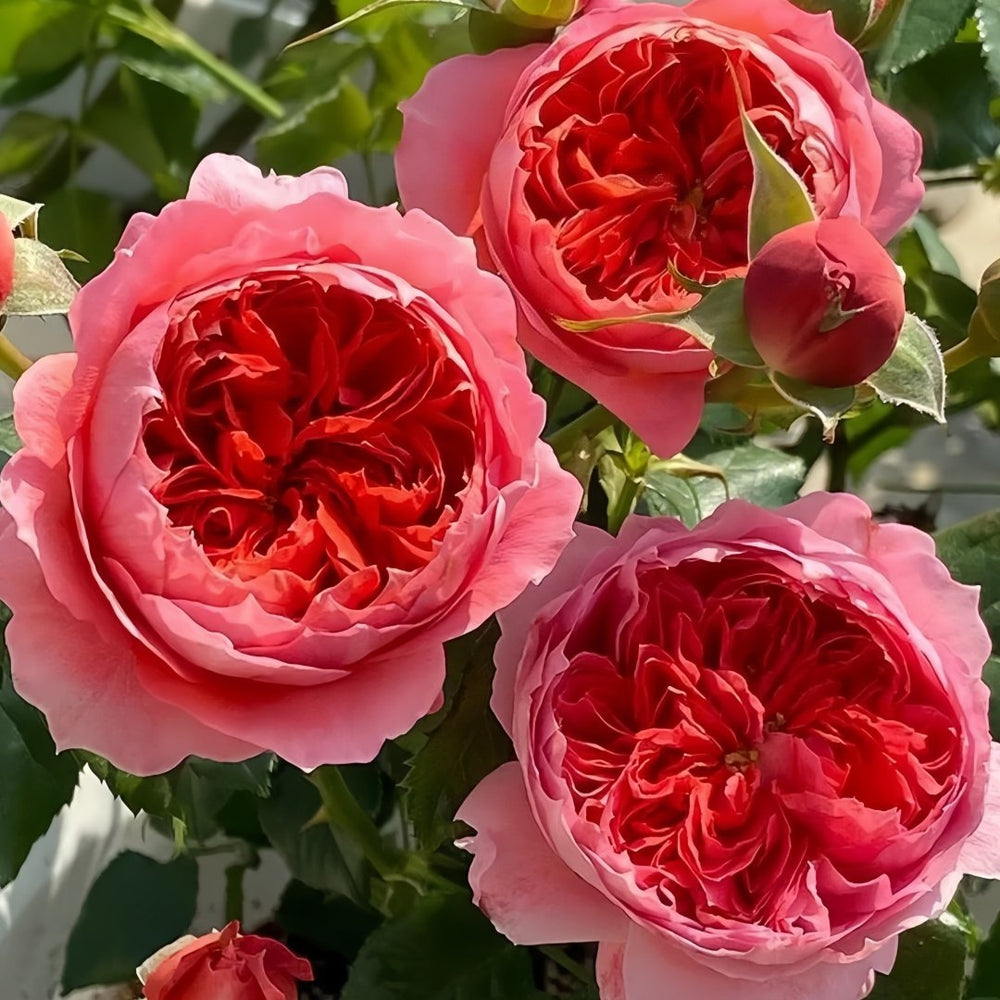 Cinnabar Bowl Rose Plant|朱砂碗 image 5