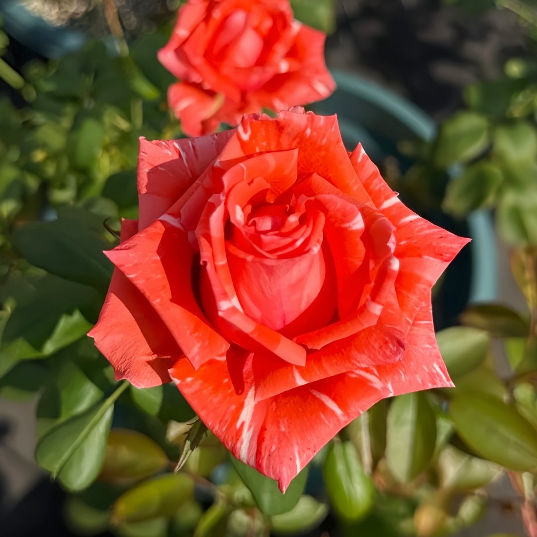 Wild Cat Rose|野猫 image 9