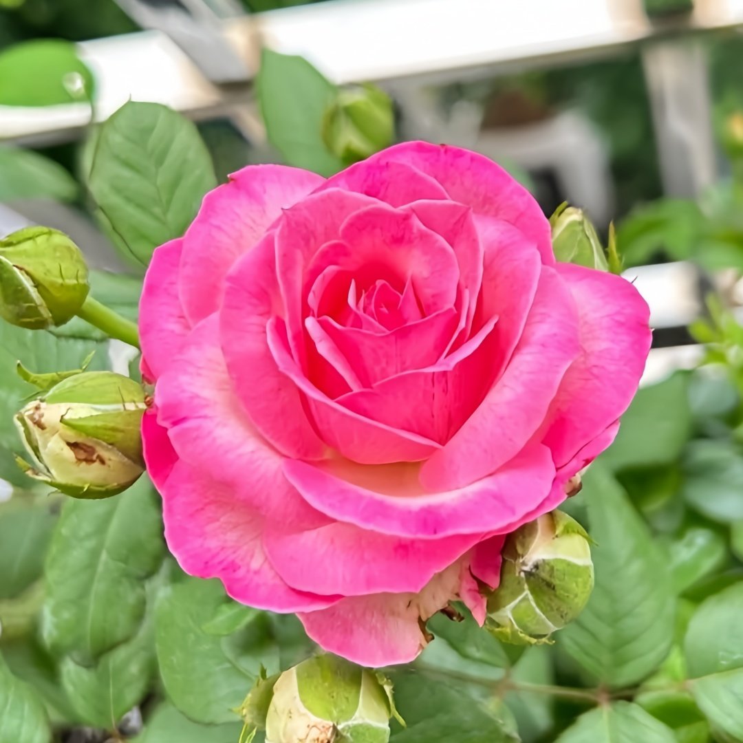 Candy Avalanche Rose Plant｜糖果雪山 image 1