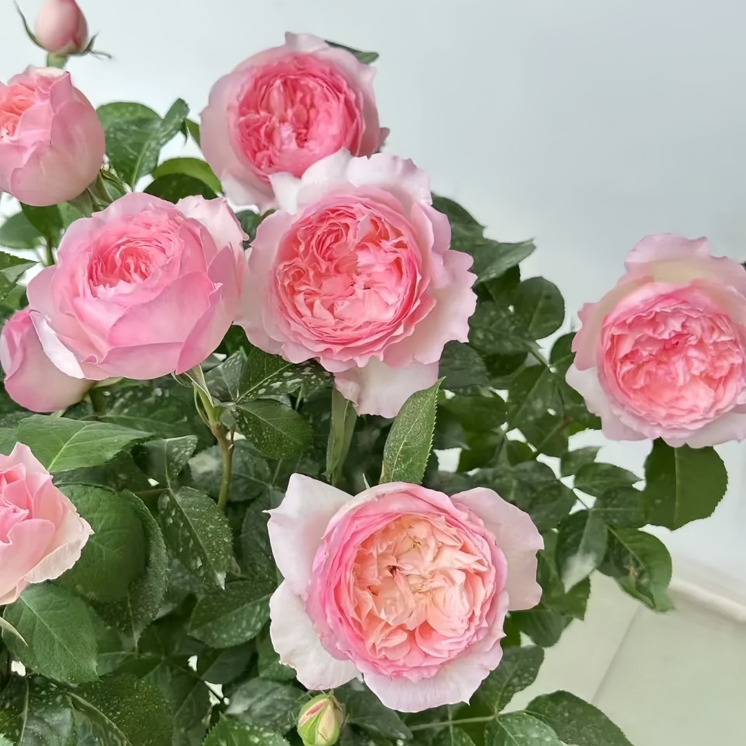 Le Rire Rose Plant｜乐咲 image 4