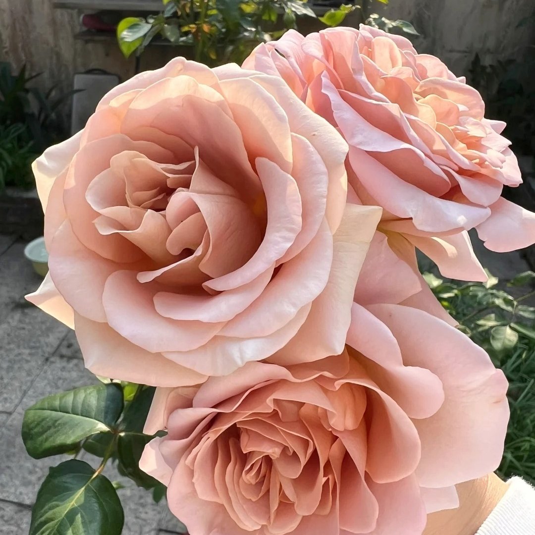Caffe Latte Rose Plant|拿铁咖啡 image 6