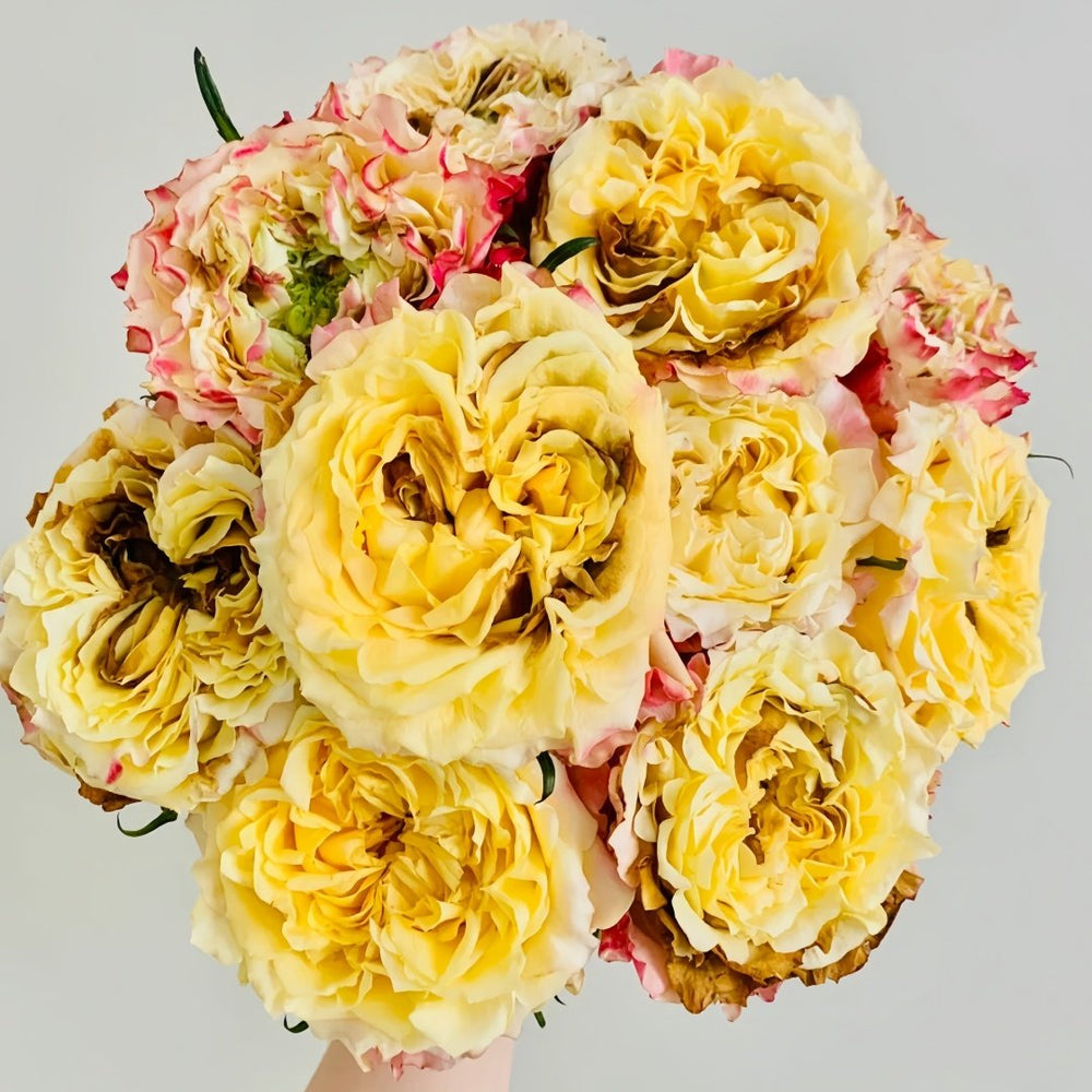 Golden Wheat Rose Plant｜黄金麦浪 image 9