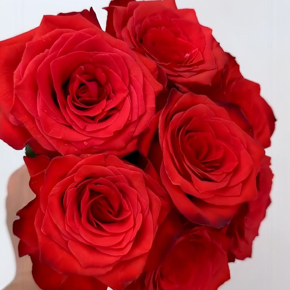 Bromo Rose Plant｜布罗莫 image 5