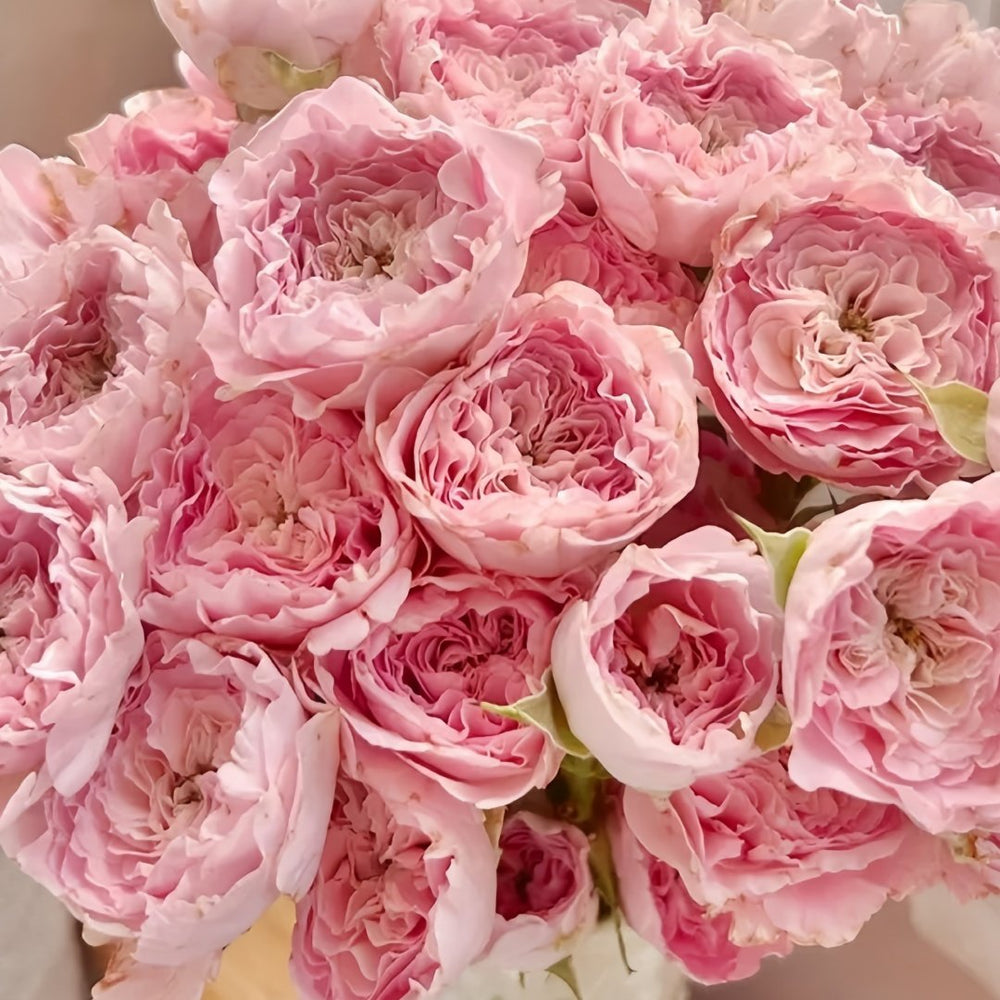 Princess Lace Rose Plant | 公主蕾丝 image 7