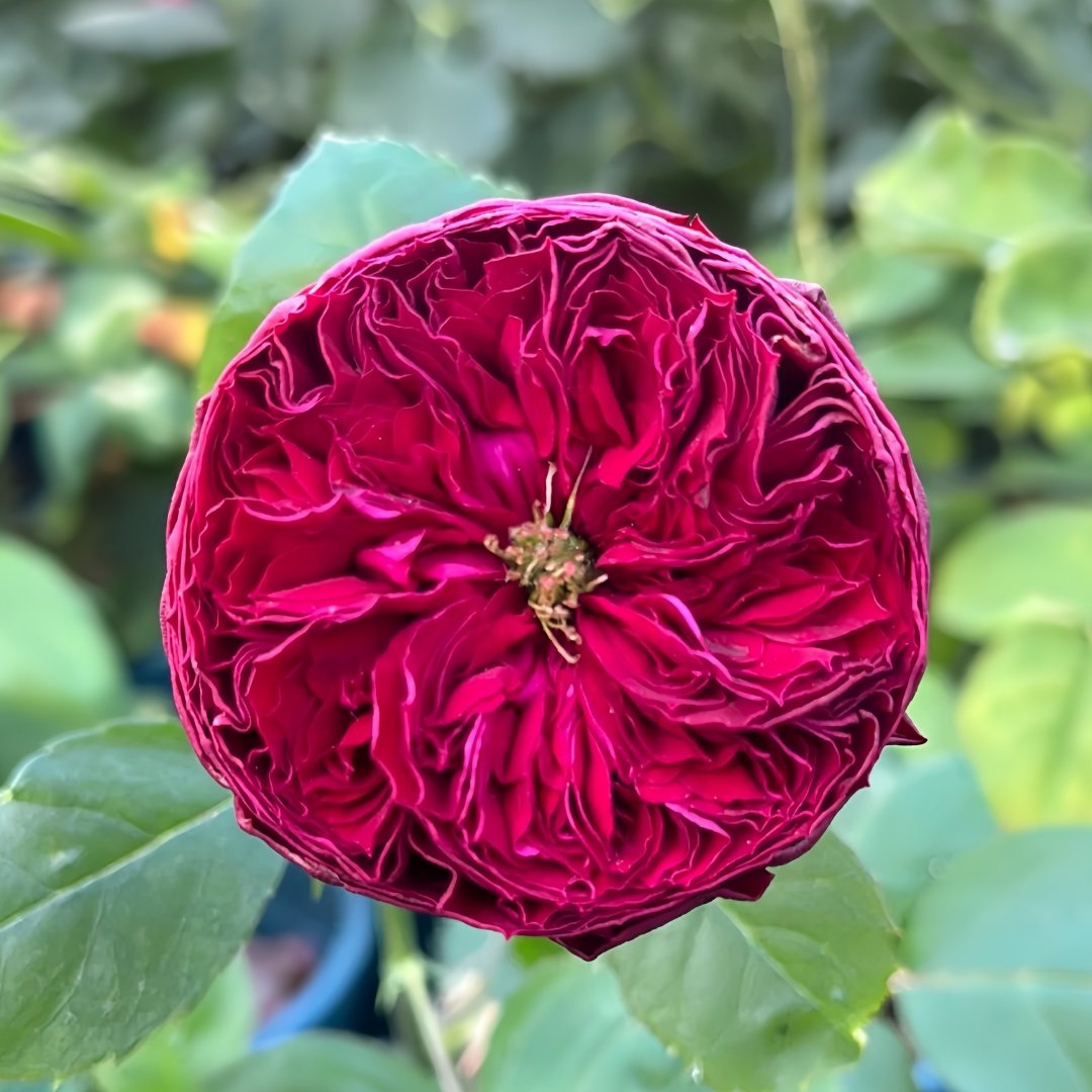 Frozen Summerhouse Rose Plant|冰雪山庄 image 0