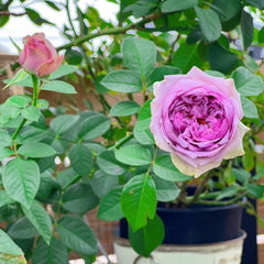 Coffret Rose Plant | 首饰盒 image 3