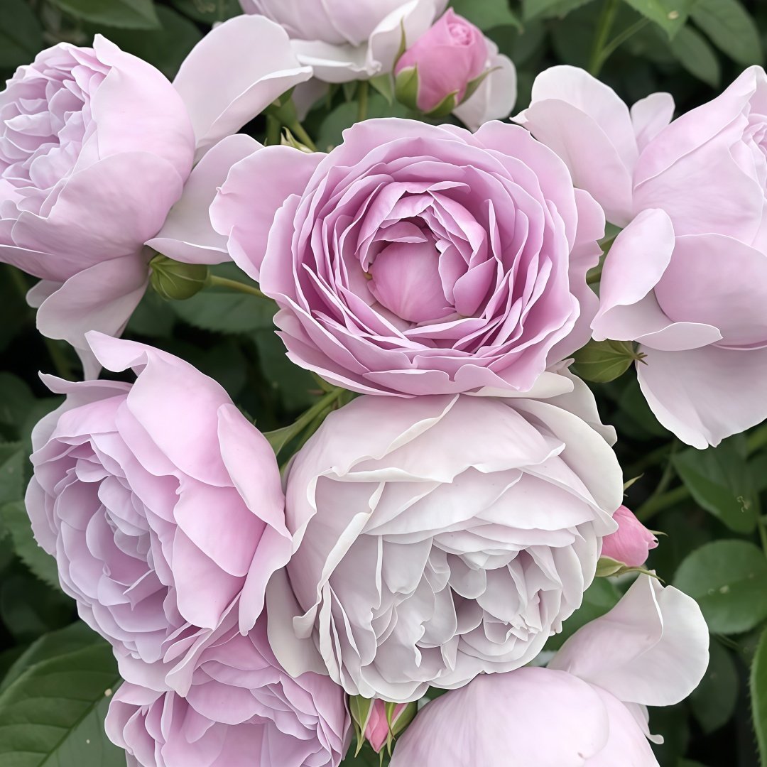 Nautica Rose Plant|诺蒂卡/海洋之心 image 6