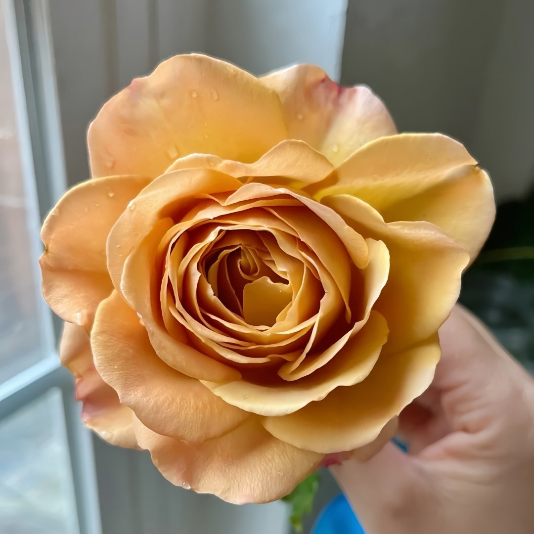 Golden Mustard Rose Plant|黄金芥末 image 3