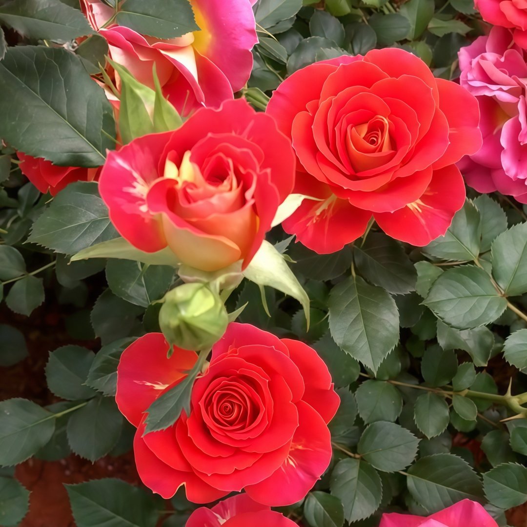 Terrazza Pisce Rose Plant｜双鱼座阳台 image 5