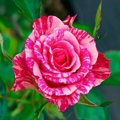 Pink Intuition Rose Plant｜粉色直觉 image 0