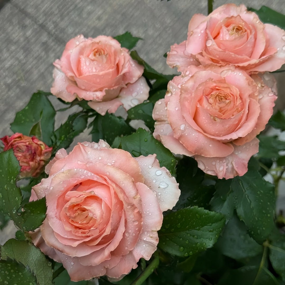 Princess Crown Rose Plant｜公主皇冠 image 5