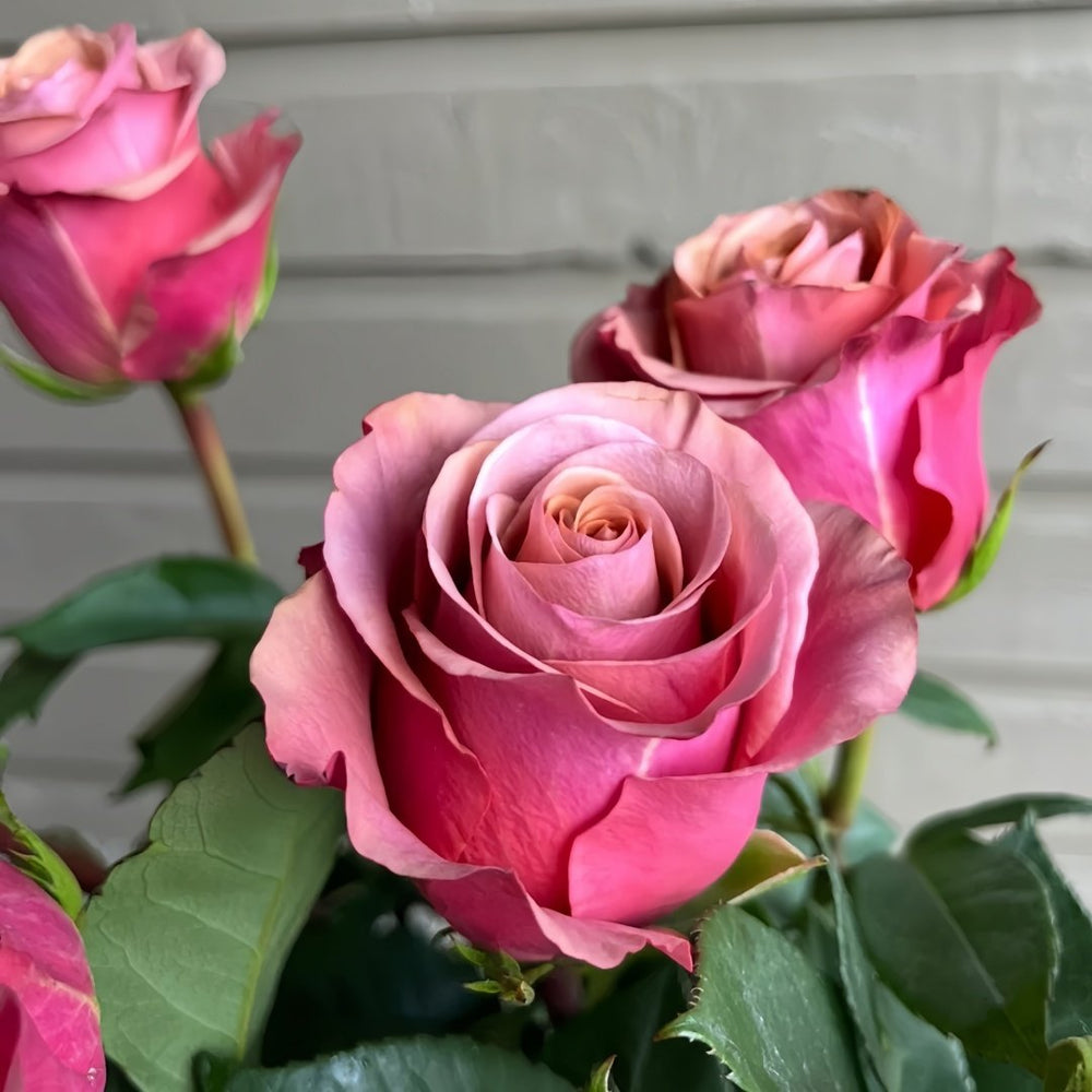 Purple Moon Rose Plant｜紫月 image 6