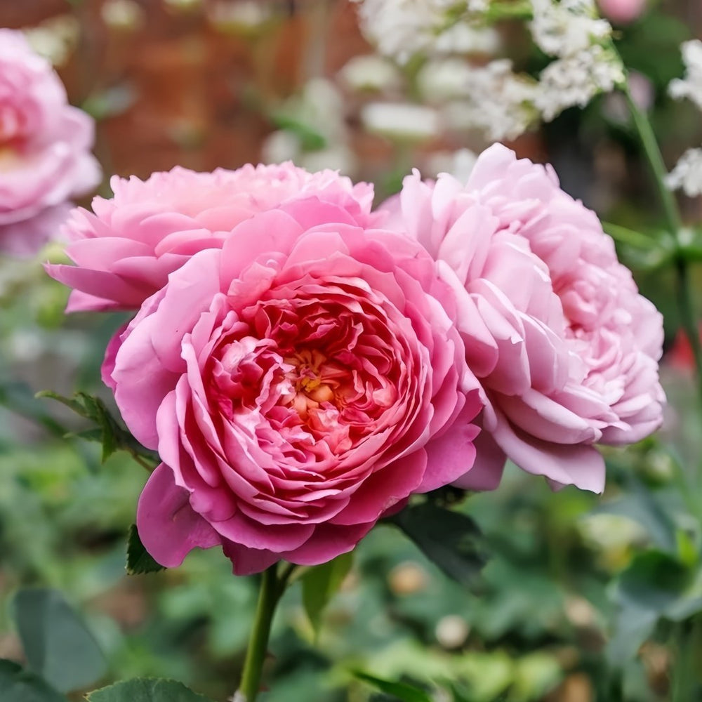 Emma Bridgewater Rose Plant|艾玛·布里奇沃特 image 4