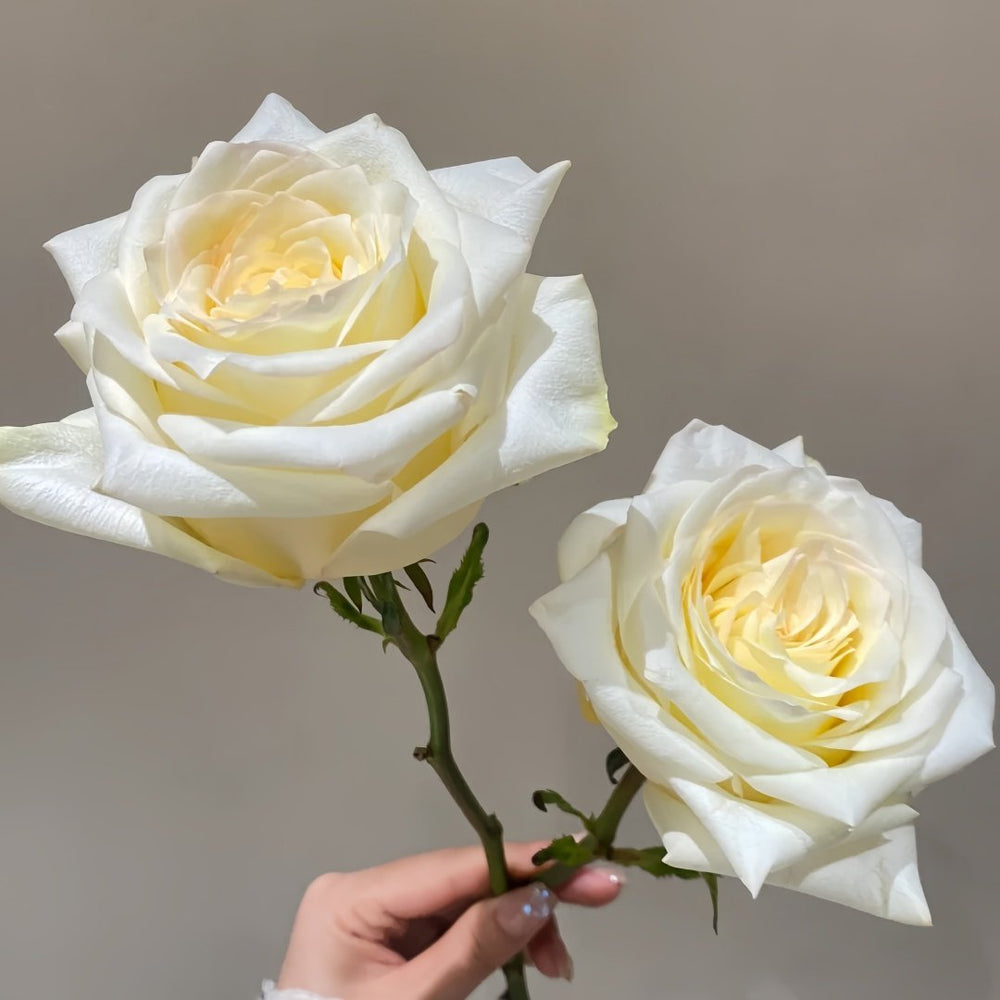 White Candlelight Rose Plant | 白烛光 image 8