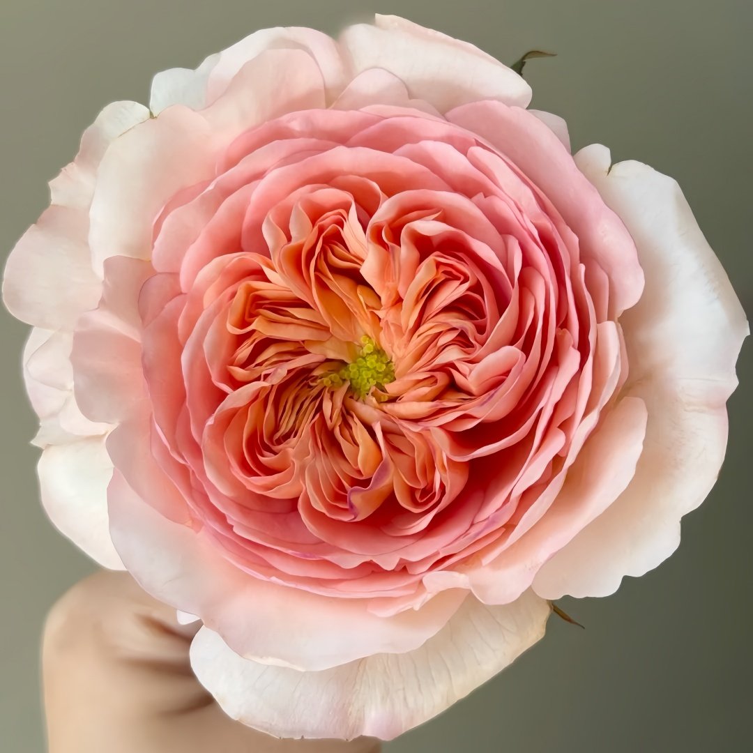Pheobe Rose Plant| 菲比 image 1