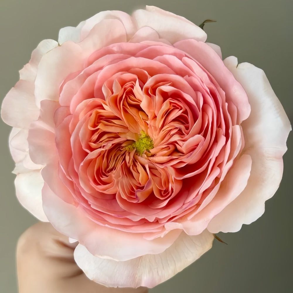 Pheobe Rose Plant| 菲比 image 1