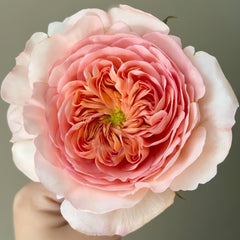Pheobe Rose Plant| 菲比 image 1
