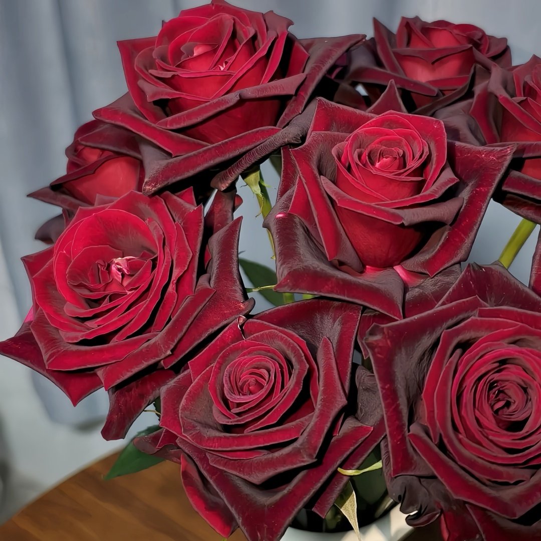 Black Baccara Rose Plant｜黑巴克 image 4