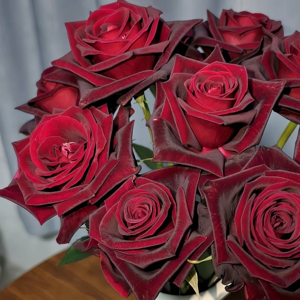 Black Baccara Rose Plant｜黑巴克 image 4