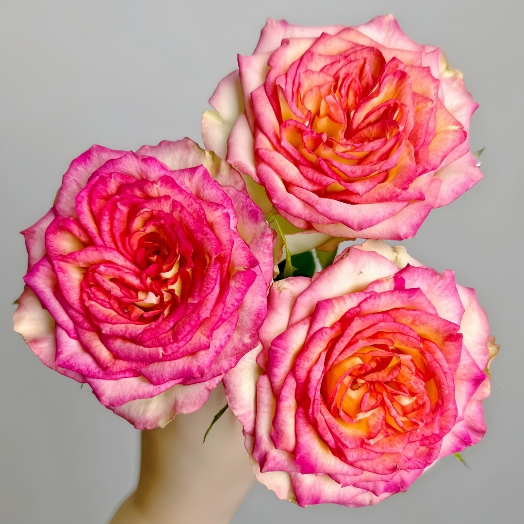 Norwegian Forest Rose Plant|挪威森林 image 2