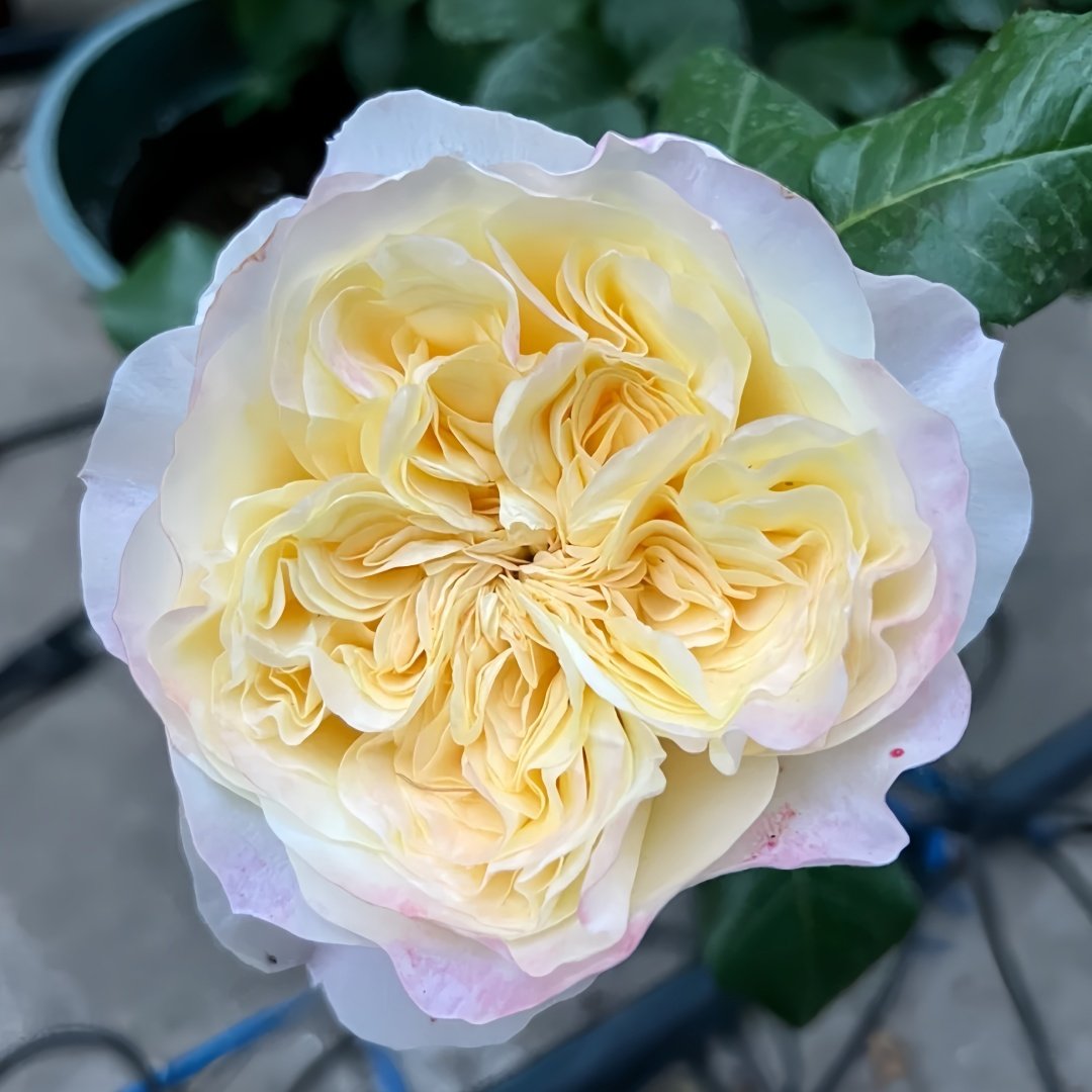 Souffle Rose Plant｜舒芙蕾 image 1