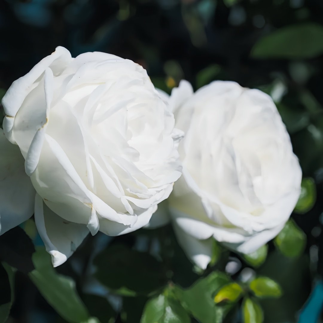 Pierre Arditi Rose Plant|伊芙·皮埃尔/冷香 image 2