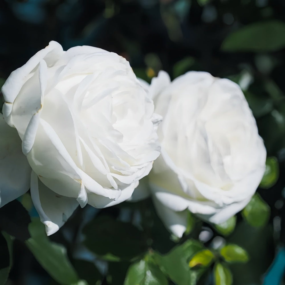 Pierre Arditi Rose Plant|伊芙·皮埃尔/冷香 image 2