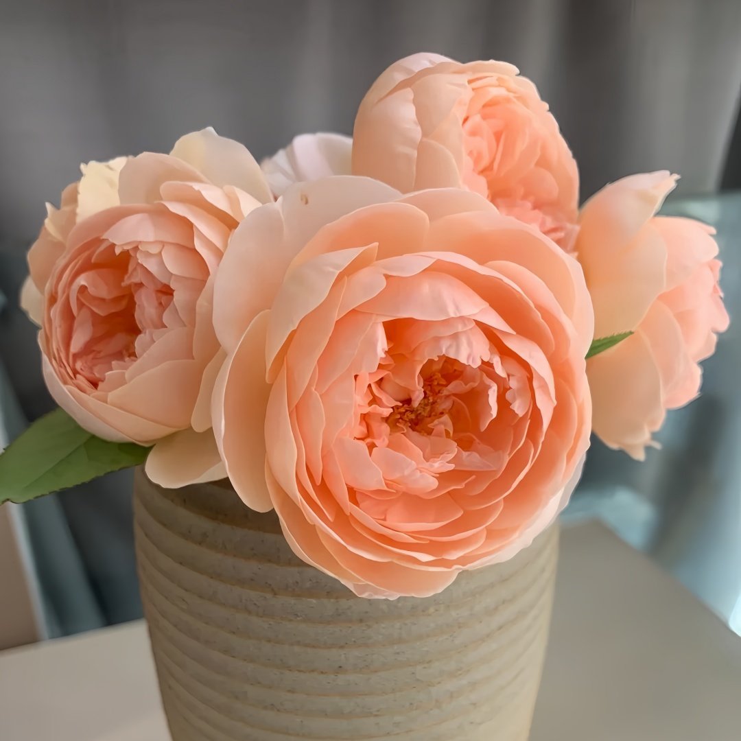 Ambridge Rose Plant|安布里奇 image 7