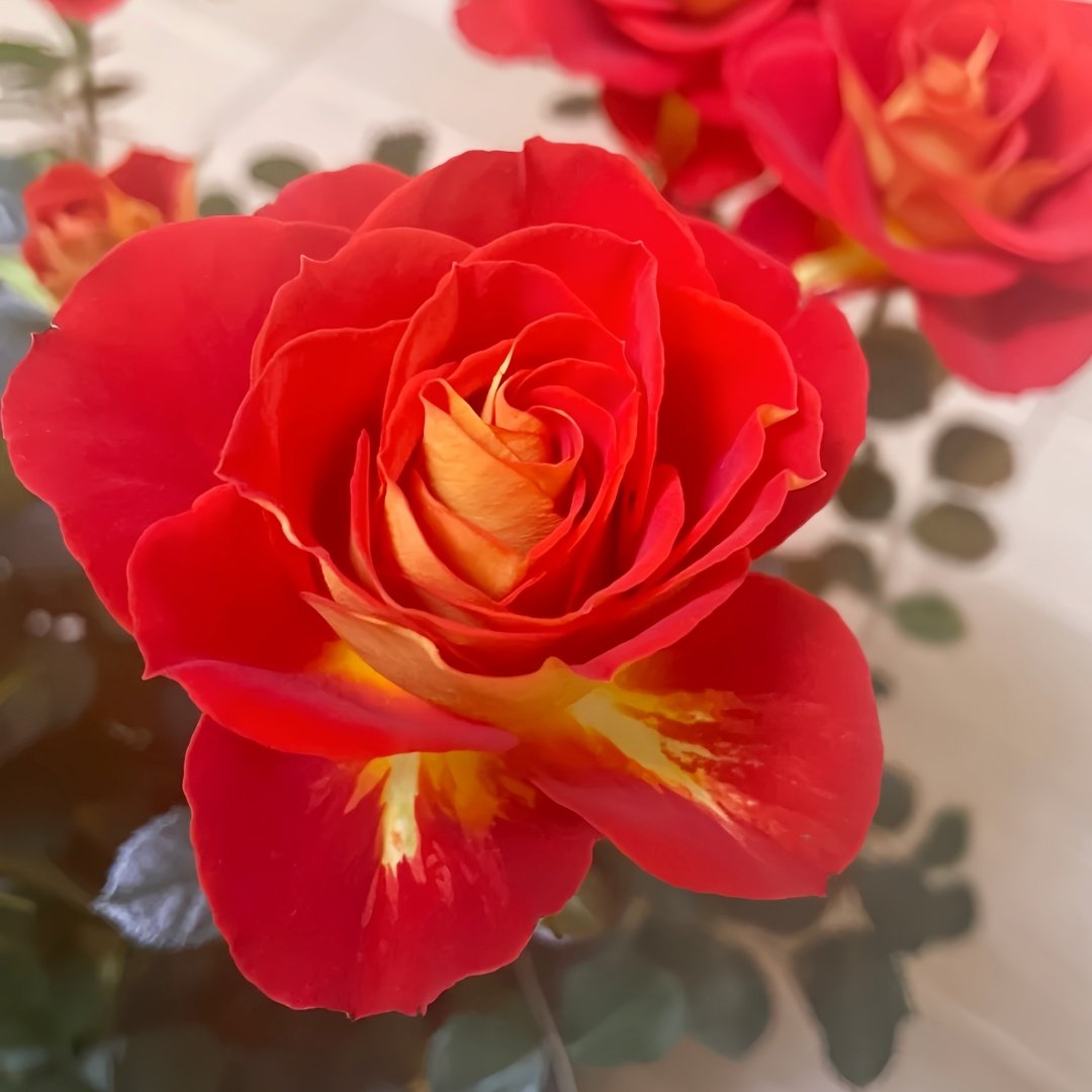Terrazza Pisce Rose Plant｜双鱼座阳台 image 4
