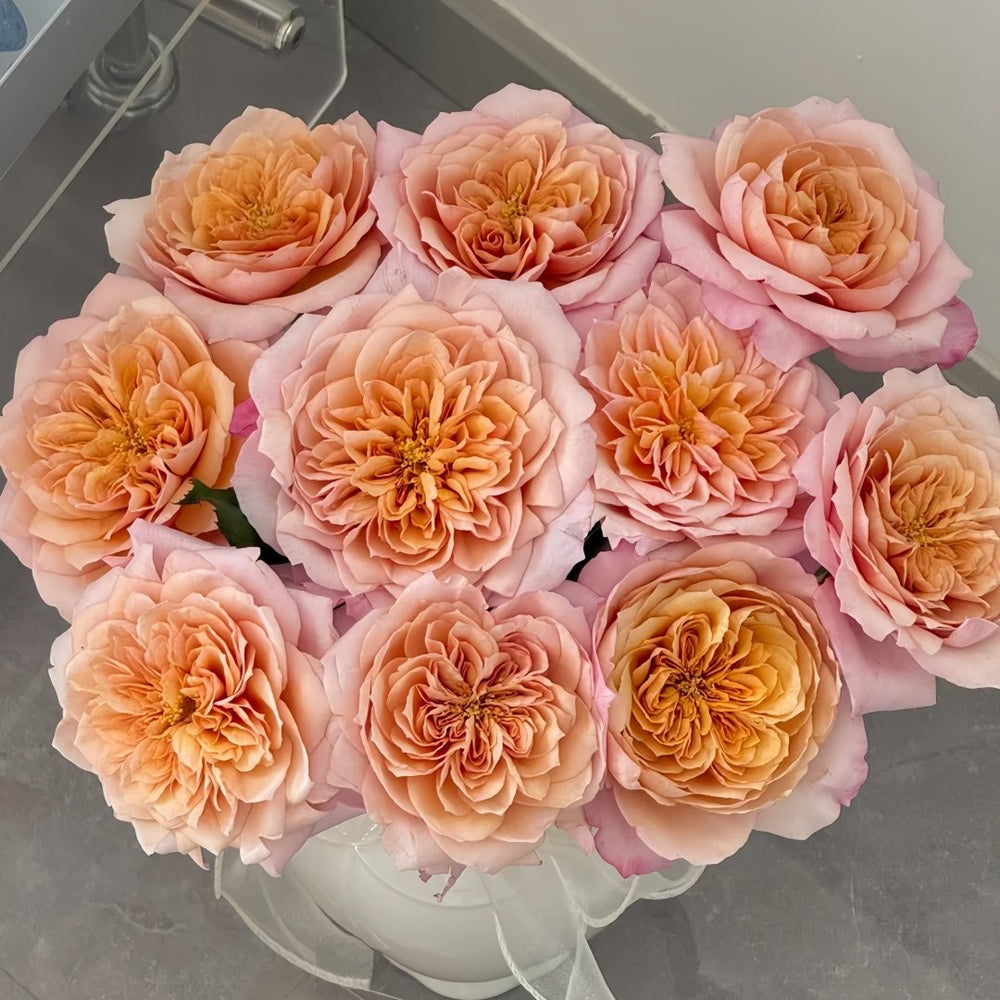 Miyabi Cha Rose Plant|茶雅 image 9