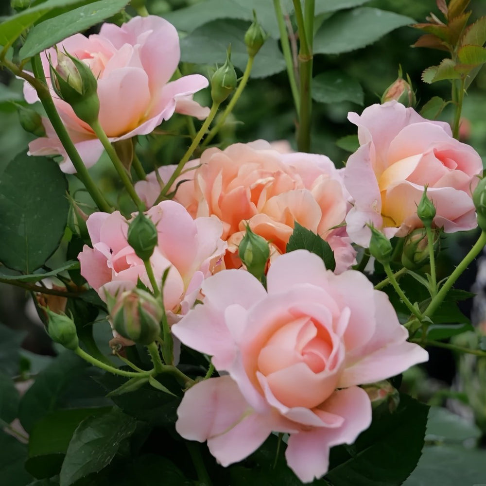 Zhiqiu Rose Plant|知秋 image 7
