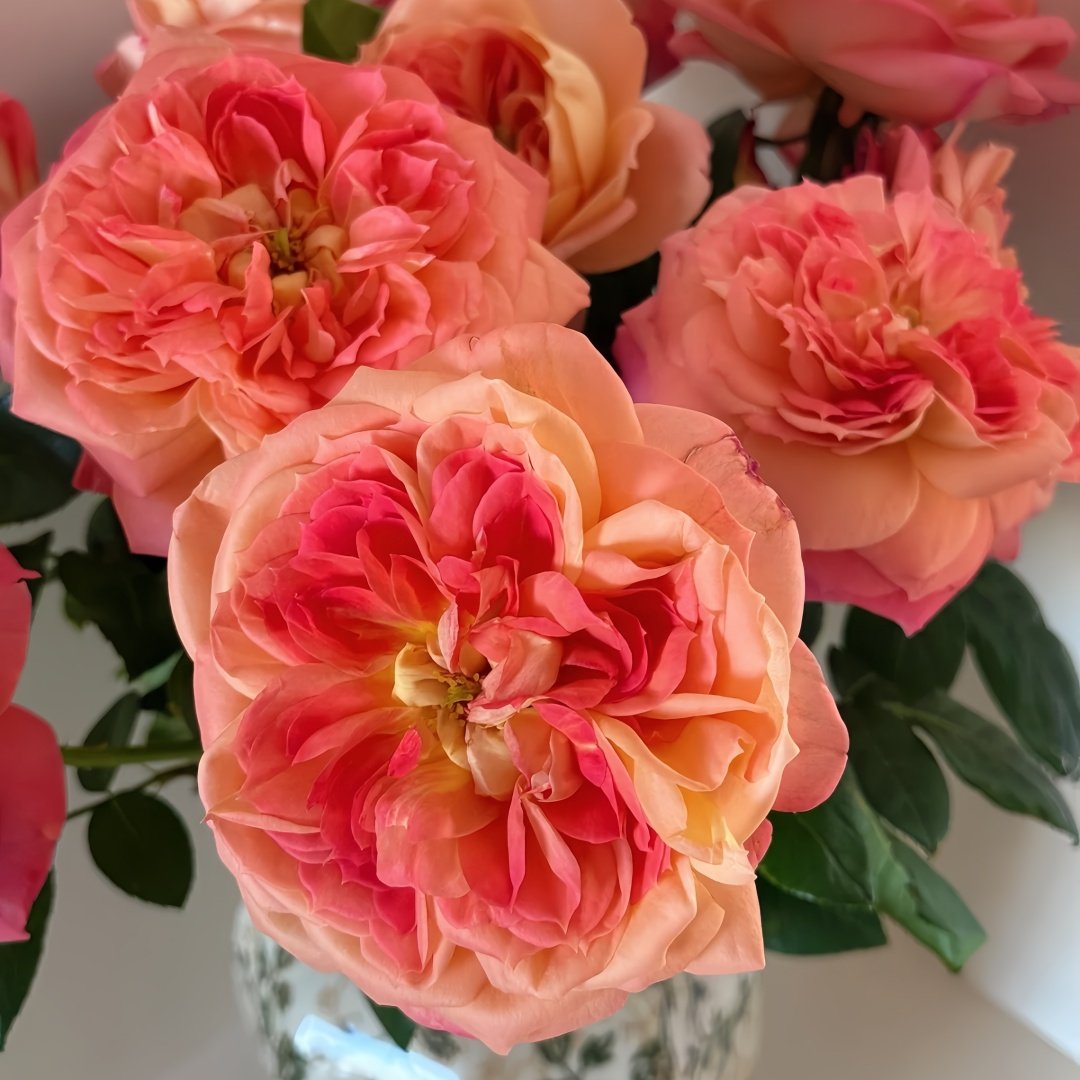 Queen of Hearts Rose Plant｜红桃女王 image 5