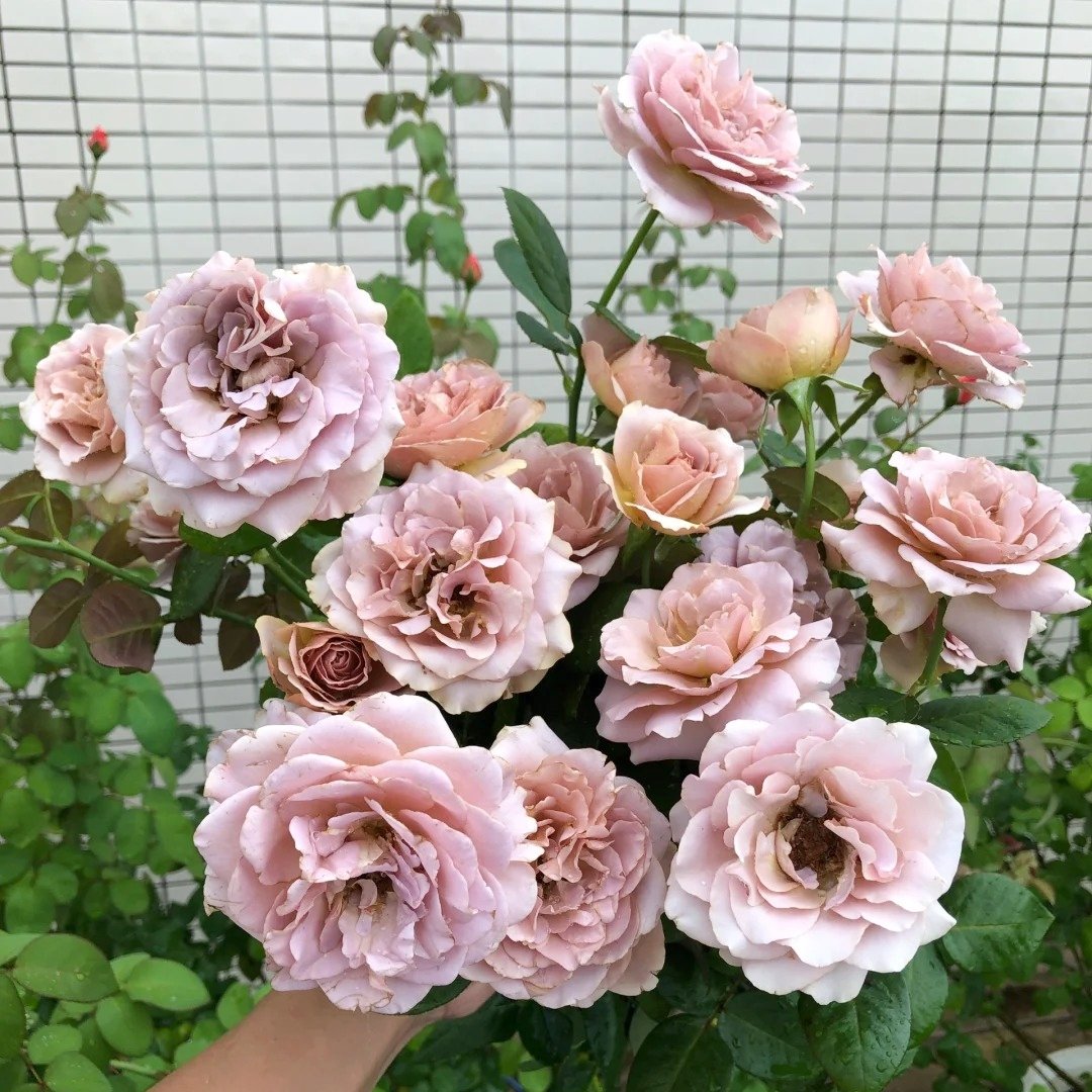 Caffe Latte Rose Plant|拿铁咖啡 image 4