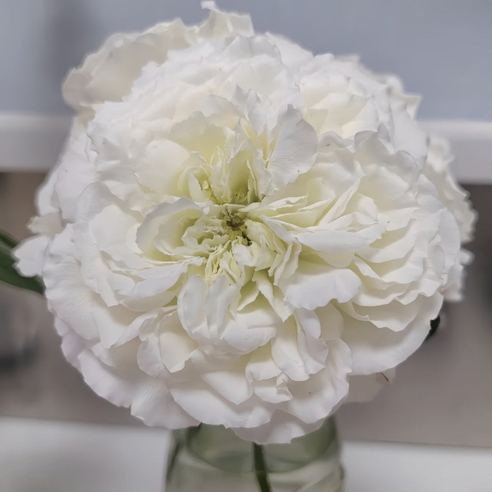 White Meidiland Rose Plant｜白米农 image 1