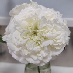 White Meidiland Rose Plant｜白米农 image 1