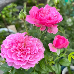 M-Nostalgic Elegance Rose Plant｜怀旧优雅 image 3