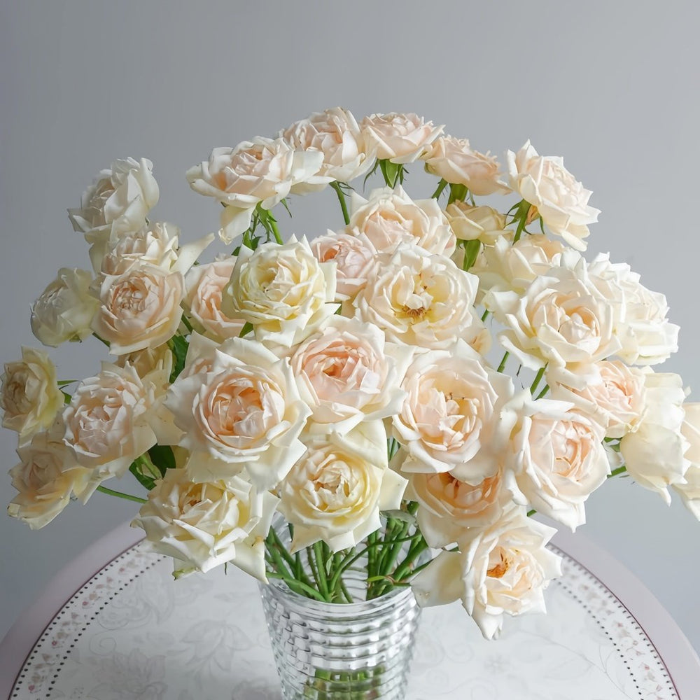 Kashou Rose Plant|华宵 image 1