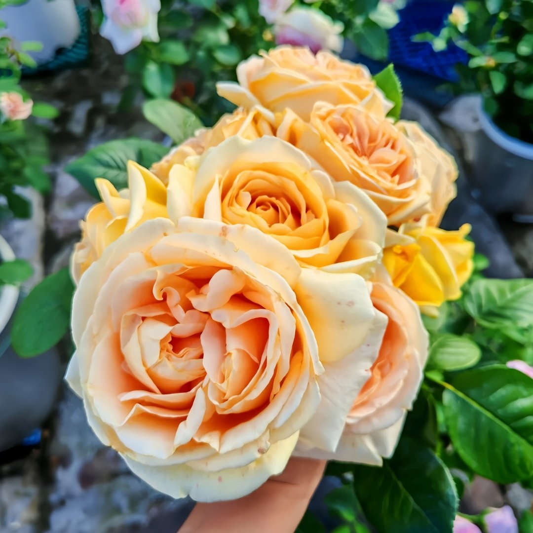 Global Beauty Rose Plant|黄烛光 image 8