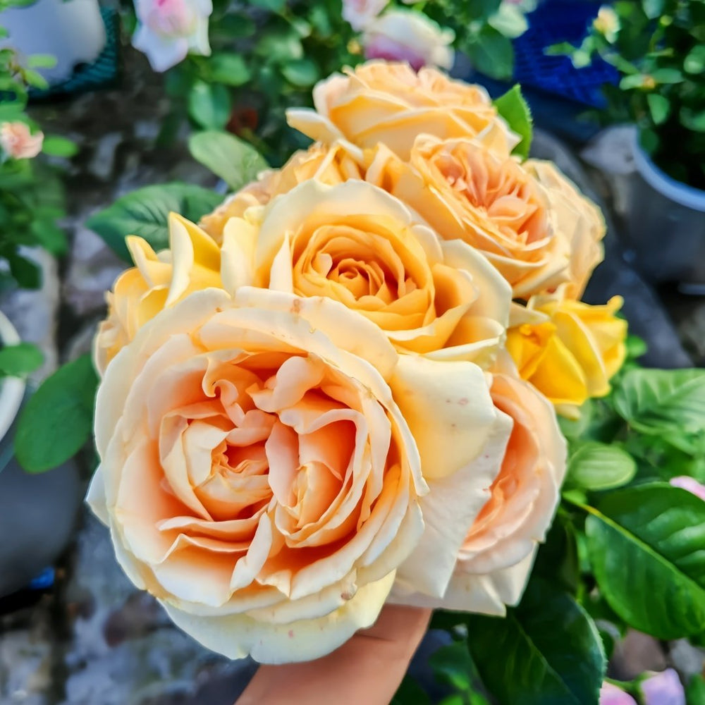 Global Beauty Rose Plant|黄烛光 image 8