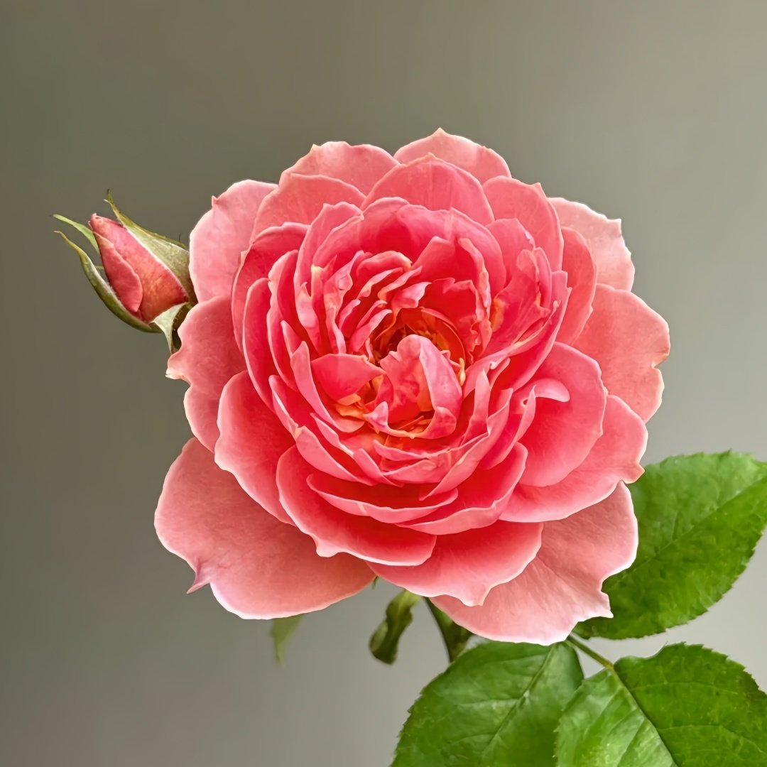 Akane Rose Plant|茜 image 5