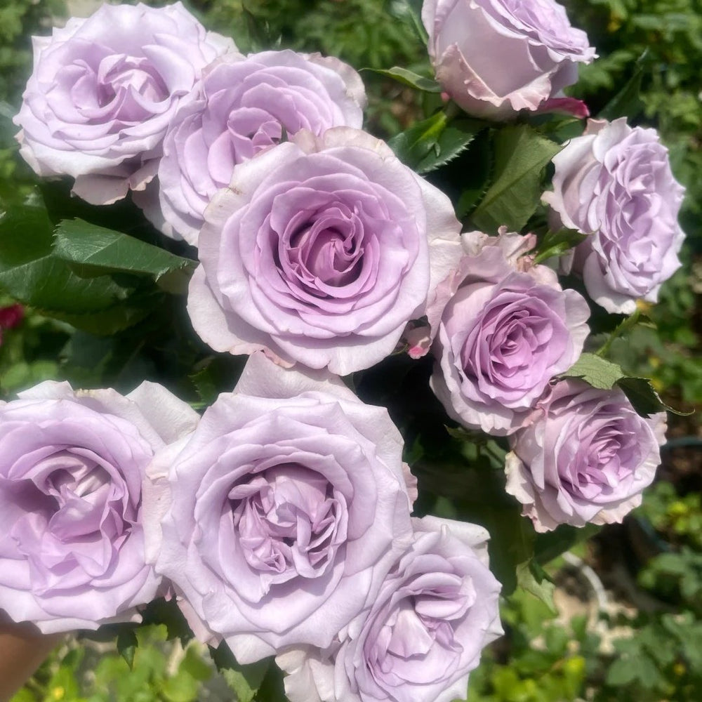 Ocean Song Rose Plant｜海洋之歌 image 7