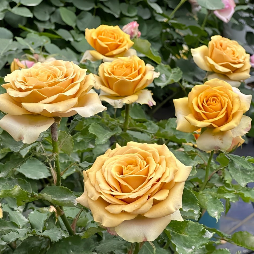 Golden Mustard Rose Plant|黄金芥末 image 7