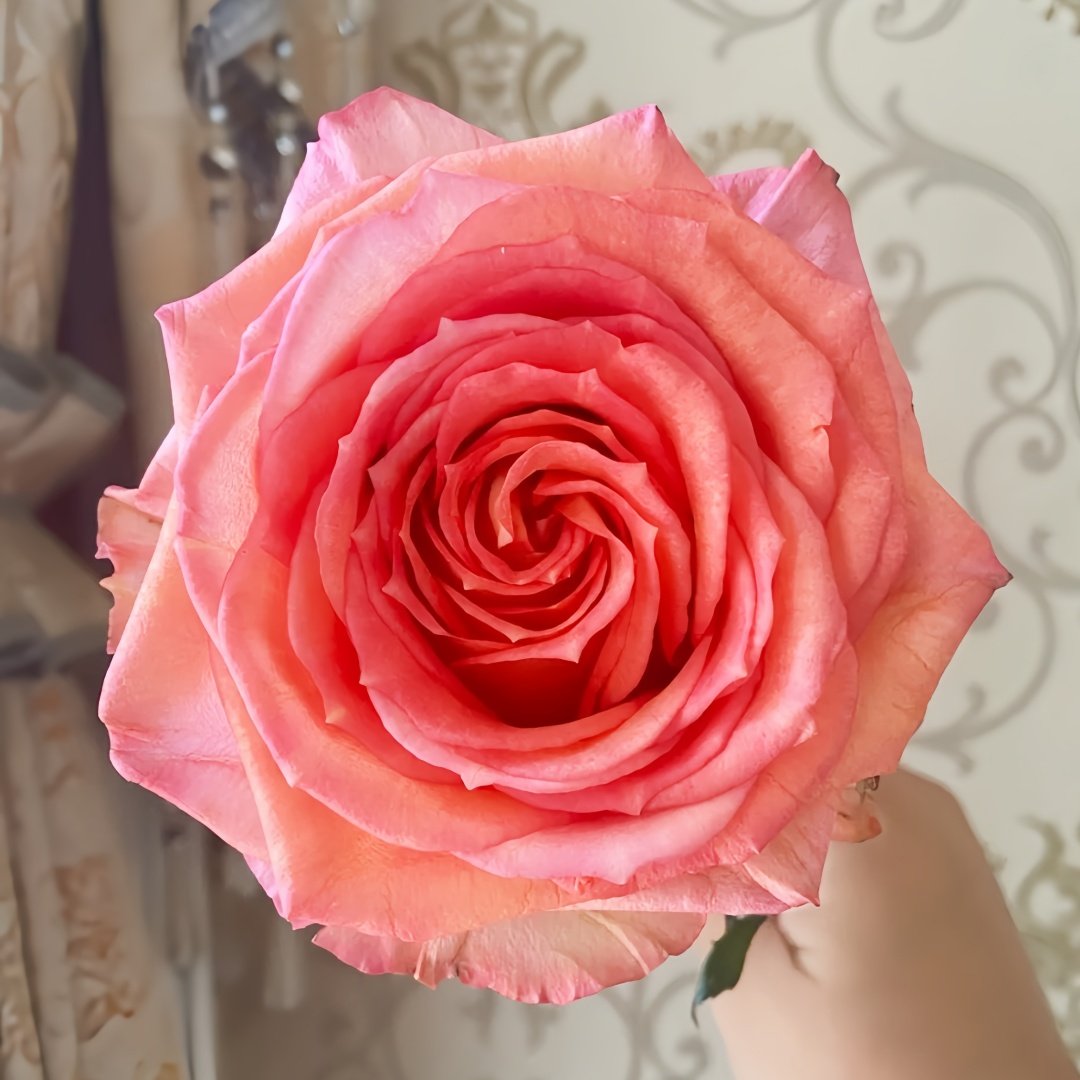 Grande Dame Rose Plant|贵妇人 image 8