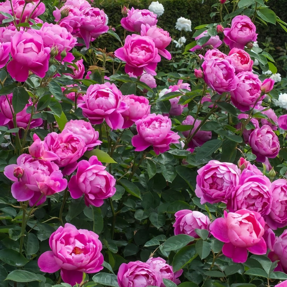 Royal Jubilee Rose Plant| 皇家庆典 image 8