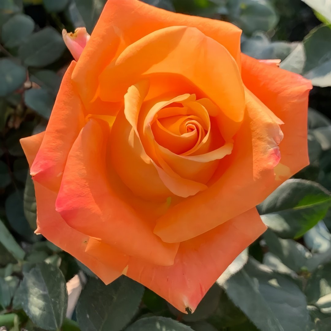 Voodoo Rose Plant｜巫术 image 1