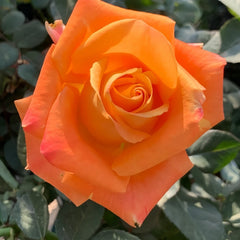 Voodoo Rose Plant｜巫术 image 1