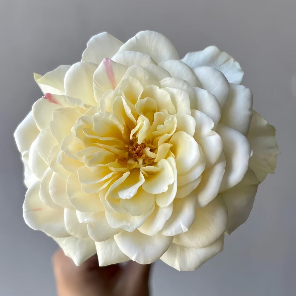 Yellow Mikoto Rose Plant|黄美琴 image 0