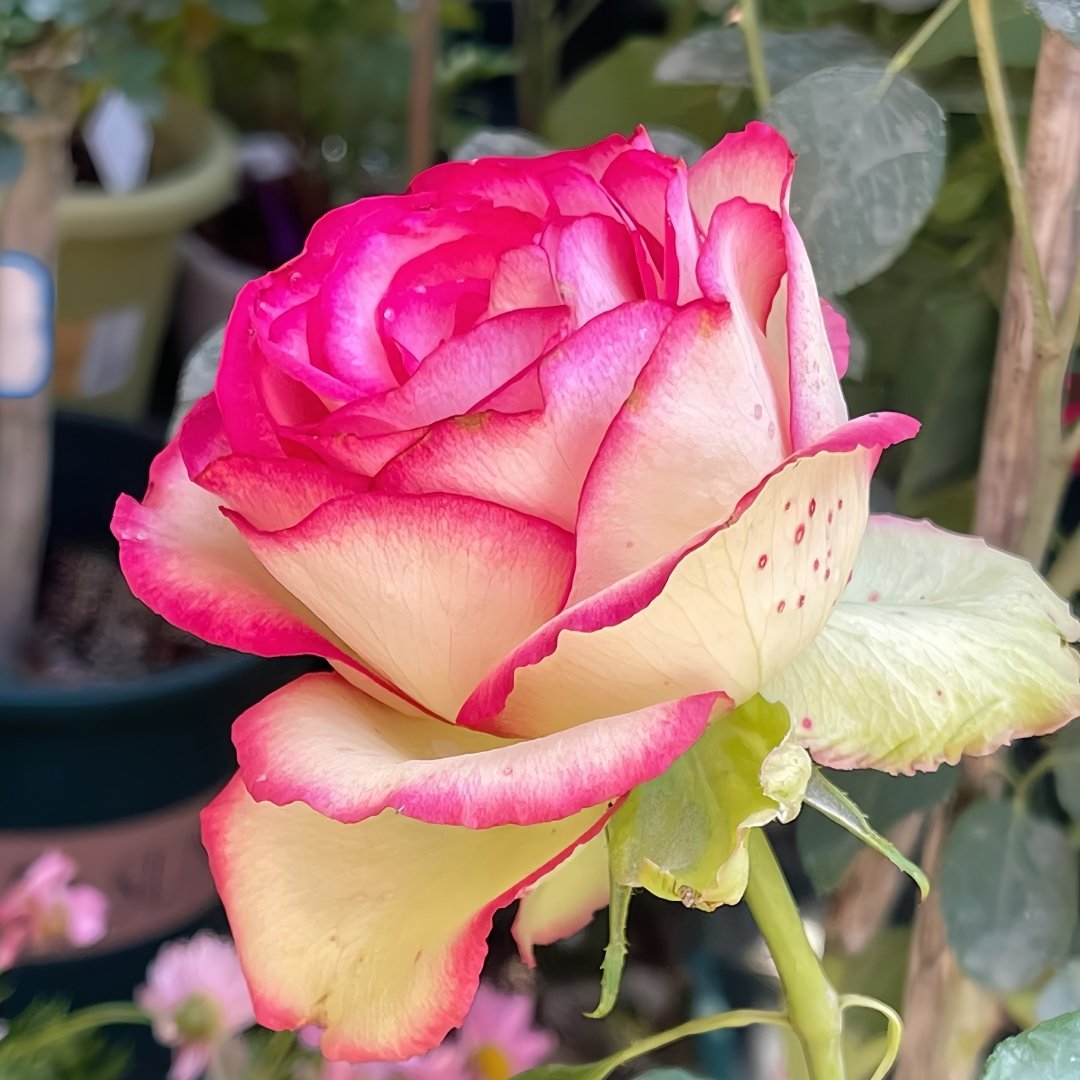 Monroe/Colour Shell Rose Plant｜梦露/彩色贝壳 image 4