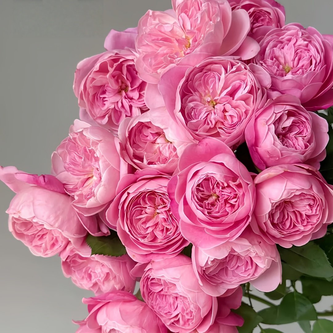 Dream Light Rose Plant｜梦光环 image 1